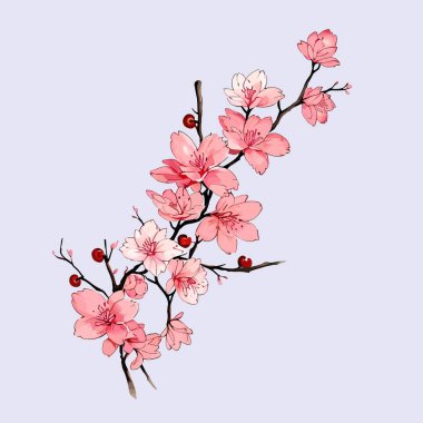 Suluboya vektörü Kiraz çiçekleri, Sakura Çiçeği, Pembe Çiçek düğün davetiyesi ve bahçe bitkileri çizimi için.