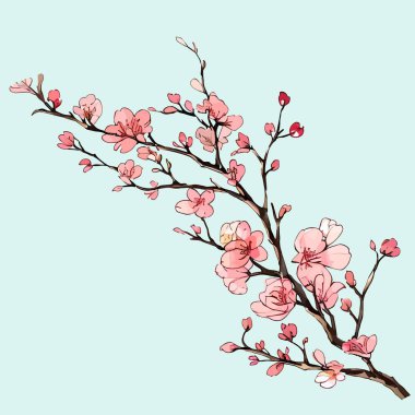 Suluboya vektörü Kiraz çiçekleri, Sakura Çiçeği, Pembe Çiçek düğün davetiyesi ve bahçe bitkileri çizimi için.