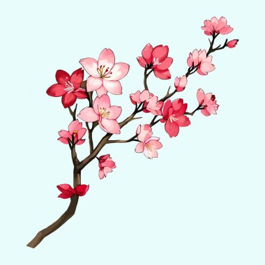 Suluboya vektörü Kiraz çiçekleri, Sakura Çiçeği, Pembe Çiçek düğün davetiyesi ve bahçe bitkileri çizimi için.