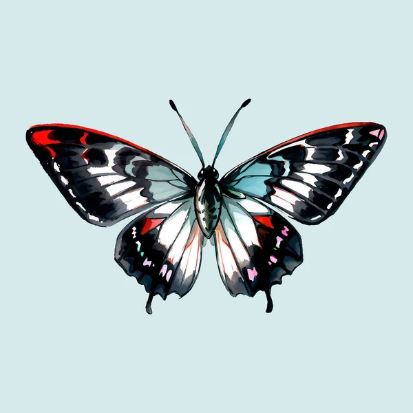Su rengi vektörü Kelebek Böceği