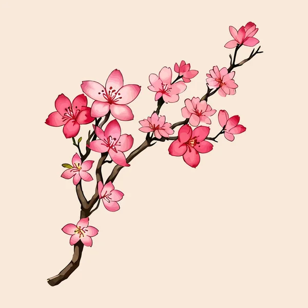 Suluboya vektörü Kiraz çiçekleri, Sakura Çiçeği, Pembe Çiçek düğün davetiyesi ve bahçe bitkileri çizimi için.