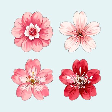 Suluboya vektörü Kiraz Çiçekleri, Sakura Çiçeği, Pembe Çiçek Kırmızı Çiçek Koleksiyonu