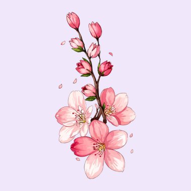 Suluboya vektörü Kiraz Çiçekleri, Sakura Çiçeği, Pembe Çiçek Kırmızı Çiçek Koleksiyonu