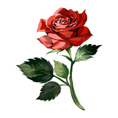 Düğün kartı için suluboya vektörü Kırmızı Gül Çiçeği çiçek çizimi