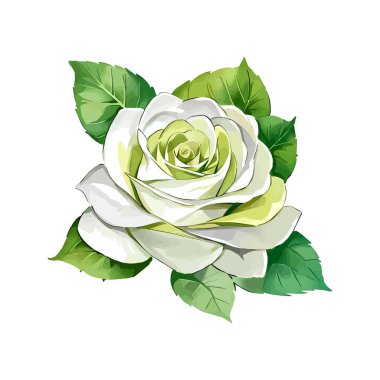Düğün kartı için suluboya vektörü Beyaz Gül Çiçeği çiçek çizimi
