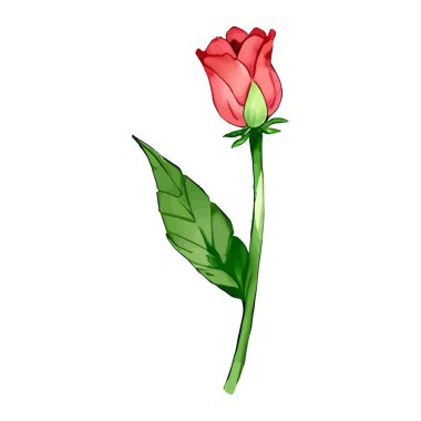 Düğün kartı için suluboya vektörü Kırmızı Gül Çiçeği çiçek çizimi