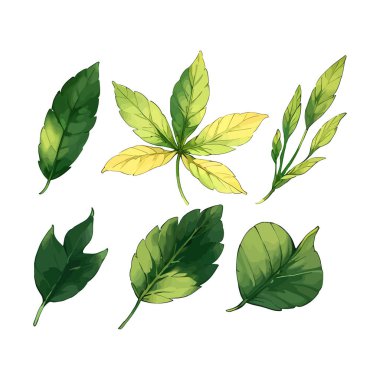 Çiçek yapraklarının suluboya vektörü düğün kartı için yaprak koleksiyonu çizimi