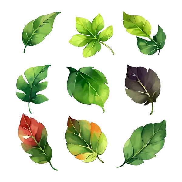 Çiçek yapraklarından oluşan suluboya vektör seti yaprak koleksiyonu çiçek ve botanik çizimleri