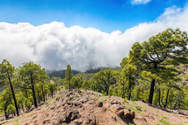 La Palma adasında Caldera de Taburiente 'nin güney sınırı olarak Pico Bejenado (Kanaryalar, İspanya)