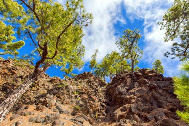 La Palma adasında Caldera de Taburiente 'nin güney sınırı olarak Pico Bejenado (Kanaryalar, İspanya)