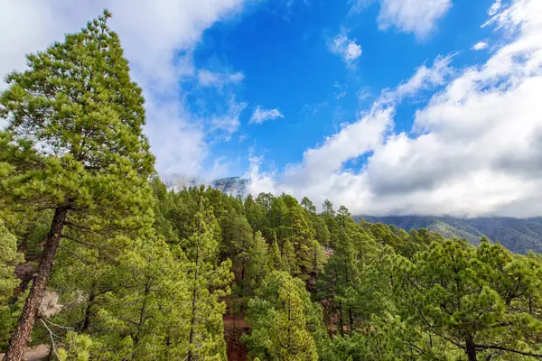 La Palma (Kanarya Adaları, İspanya) adasındaki Caldera de Taburiente 'nin volkanik bölgesinde bulunan özel Kanarya Adası çamı.)