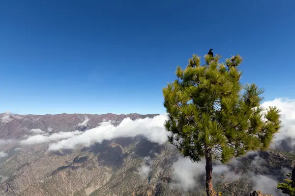 Pico Bejenado Som Södra Gränsen Caldera Taburiente Palma Kanarieöarna Spanien — Stockfoto