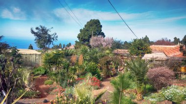 La Palma adasının arka bahçesinde tipik bir bahçe (Kanaryalar, İspanya)