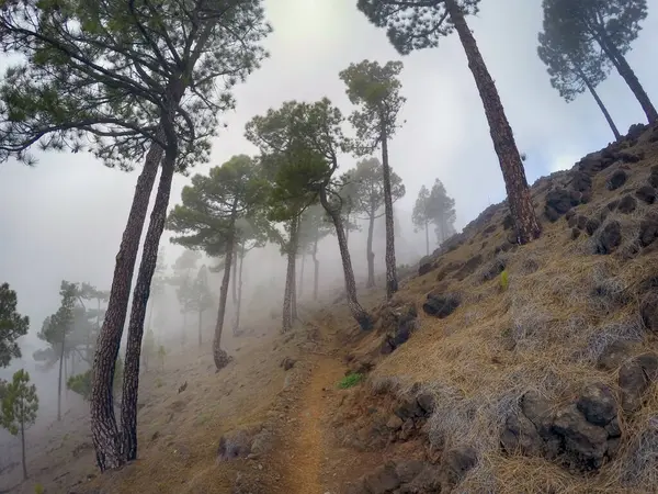 Narrow hiking trail to Pico Bejenado on the island of La Palma (Canaries, Spain)