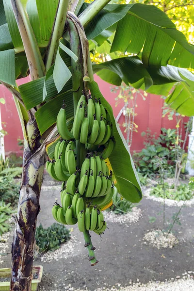 Банановое Дерево Саду Холгун Куба — стоковое фото