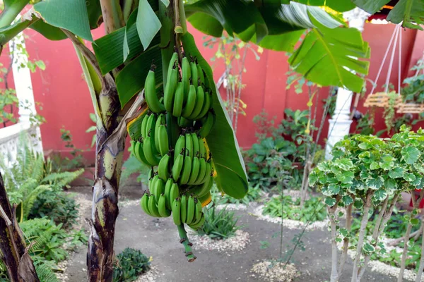 Uma Bananeira Jardim Holgun Cuba — Fotografia de Stock