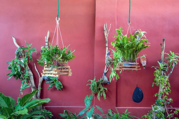 Plantes Vertes Sur Mur — Photo