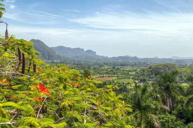 Küba 'daki yeşil Viales Vadisi