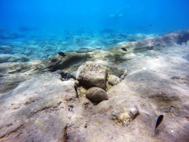 Girit adasındaki Matala köyünün açıklarında (Yunanistan) sualtı manzarası)
