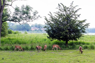 Doğadaki vahşi geyikler bir ağacın önünde (Rostock, Almanya)