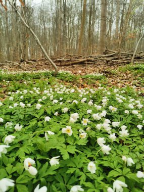 Kuzey Almanya 'da bir ormanda bahar zamanı Anemonoides nemorosa
