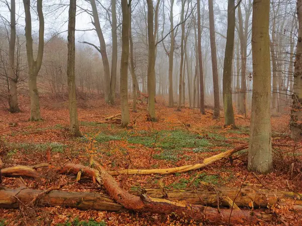 ドイツ北部の森で春に発生したアニメノイドネモロサ ロイヤリティフリーのストック写真