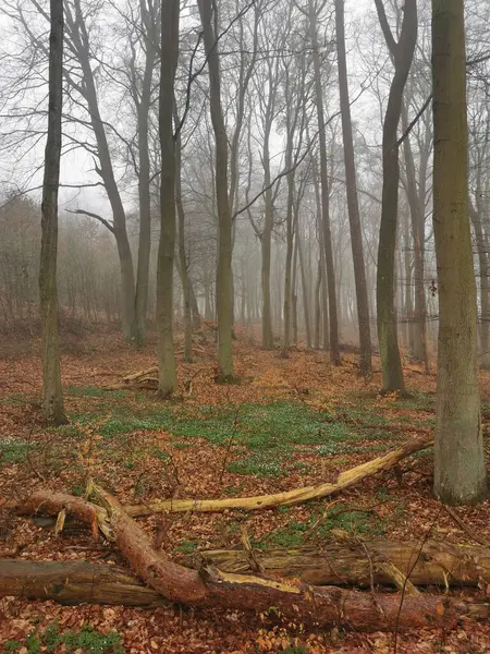 ドイツ北部の森で春に発生したアニメノイドネモロサ ストック写真