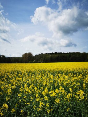 Kuzey Almanya 'da bahar aylarında tarlalarda tecavüz bitkileri çiçek açtı