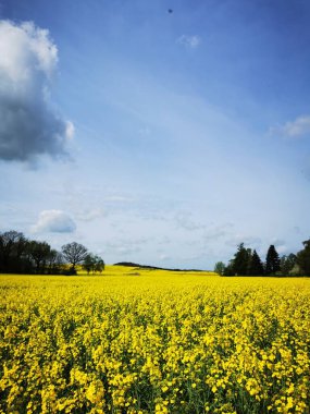 Kuzey Almanya 'da bahar aylarında tarlalarda tecavüz bitkileri çiçek açtı