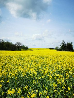 Kuzey Almanya 'da bahar aylarında tarlalarda tecavüz bitkileri çiçek açtı
