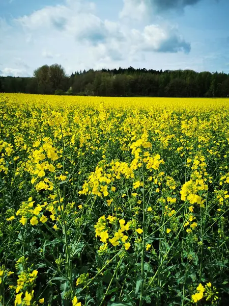 ドイツ北部の春の畑で咲くレイププラント ロイヤリティフリーのストック画像
