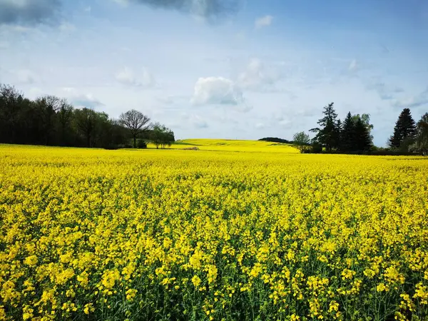 ドイツ北部の春の畑で咲くレイププラント ストック写真