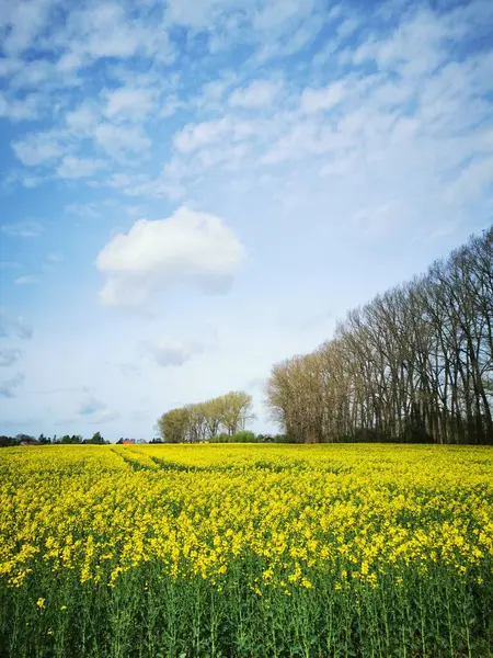 ドイツ北部の春の畑で咲くレイププラント ロイヤリティフリーのストック写真