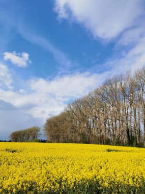 Kuzey Almanya 'da bahar aylarında tarlalarda tecavüz bitkileri çiçek açtı