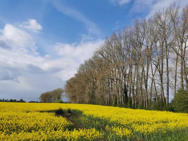 ドイツ北部の春の畑で咲くレイププラント ストック画像
