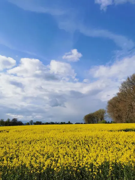 ドイツ北部の春の畑で咲くレイププラント ストック画像