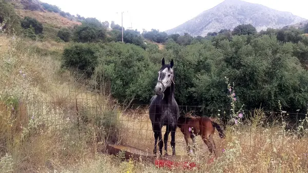 ギリシャのクレタ島のフェンスの後ろに2頭の馬 ストック写真
