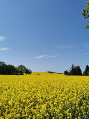 Kuzey Almanya 'da bahar aylarında tarlalarda tecavüz bitkileri çiçek açtı