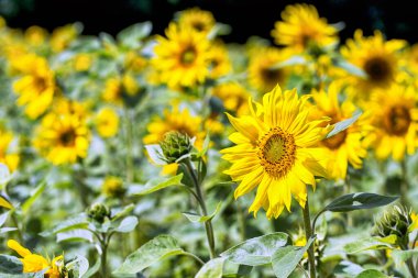 Almanya 'da ilkbaharda ayçiçeği tarlası