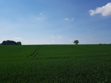 Kuzey Almanya 'da Baltık Denizi kıyısında bir tarım sahası
