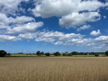 Kötü Doberan yakınlarında, Mekklenburg-Vorpommern 'de Rostock yakınlarında, tüylü bulutlarla dolu bir gökyüzünün altında altın tahıl tarlalarının olduğu bir yaz manzarası.