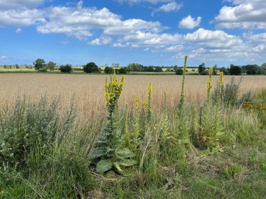 Bad Doberan yakınlarında, Mecklenburg-Vorpommern 'de Rostock yakınlarında, parlak mavi gökyüzünün altında altın taneciklere karşı duran uzun mullein bitkilerinin bulunduğu bir yaz tarlası.