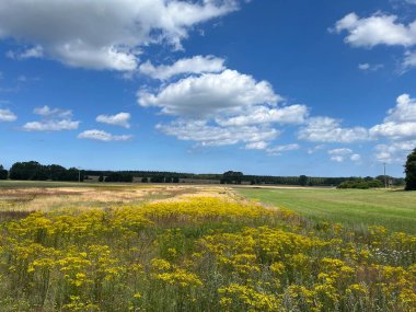 Bad Doberan yakınlarında, Mecklenburg-Vorpommern 'de Rostock yakınlarında berrak mavi gökyüzünün altında parlak sarı çiçekleri olan canlı bir yaz tarlası.