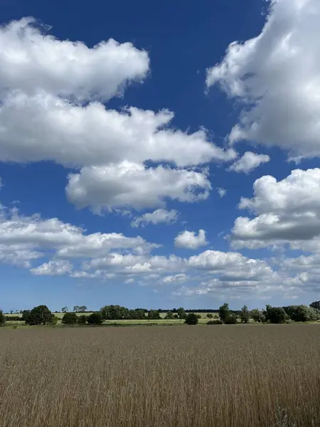 stock image a summer scene of golden grain fields near Bad Doberan, close to Rostock in Mecklenburg-Vorpommern, under a sky filled with fluffy clouds