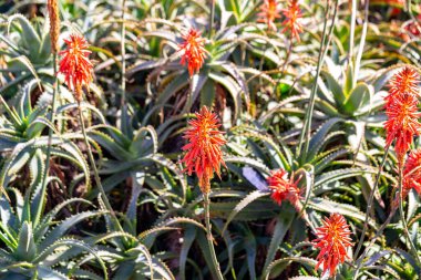 Aloe Vera Madeira adasında çiçek açtı (Portekiz)