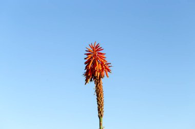 Aloe Vera Madeira adasında çiçek açtı (Portekiz)