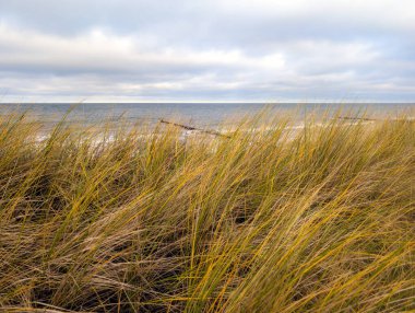Alman Baltık kıyılarında çimlerle kaplı bir kum tepesi 