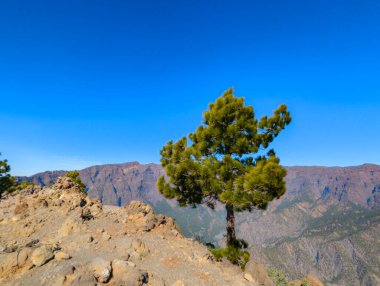 Arka planda Caldera de Taburiente ile Bejenado dağının zirvesi (La Palma, Kanarya, İspanya)