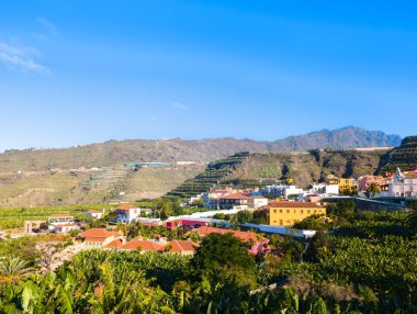 La Palma (İspanya) Kanarya Adası 'ndaki Tazacorte' nin cennet köyünde muz ağaçları)