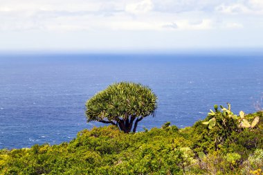 Arkasında Atlantik Okyanusu olan La Palma Kanarya Adası 'nda bir ejderha ağacı.